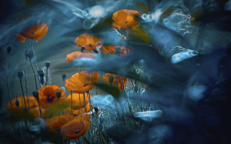 Orange Poppy Flowers — Dreamy
