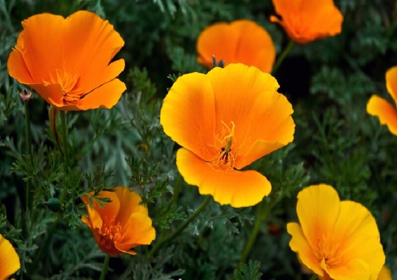 Orange poppy flowers in bloom