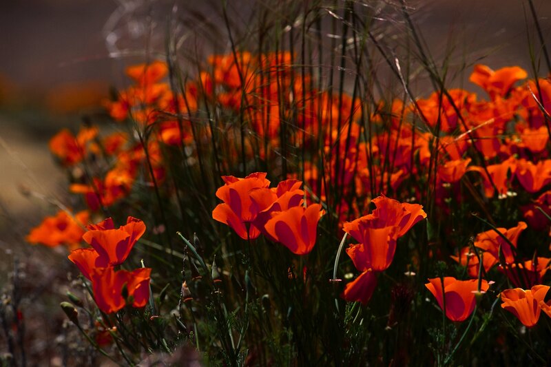 Orange Poppy Flowers — Natural, Afternoon, Photograph, Grass