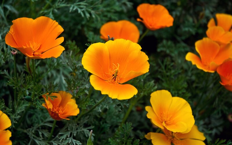 Orange Poppy Flowers — Natural, Afternoon, Photograph