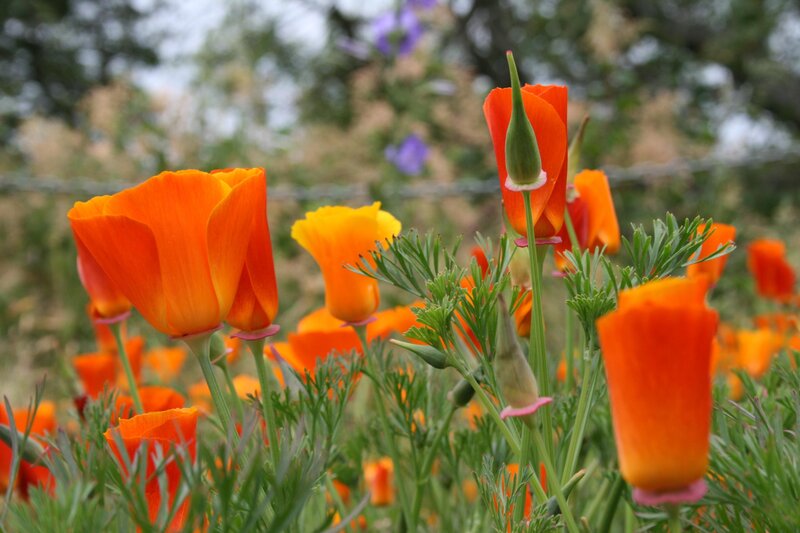 Orange Poppy Flowers — Natural, Spring, Photograph, Green Foliage