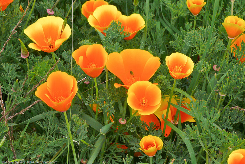 Orange Poppy Flowers — Natural, Spring