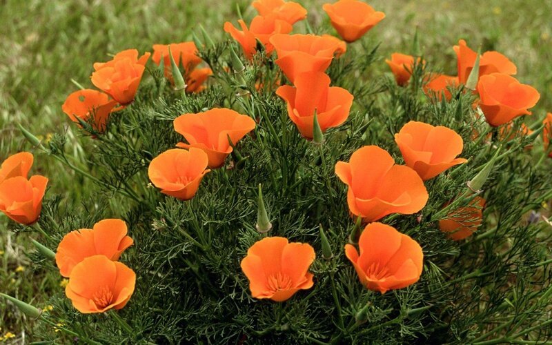 Orange Poppy Flowers — Natural, Summer
