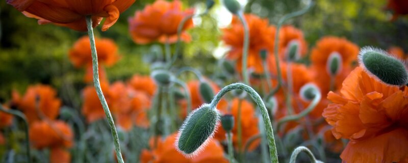 Orange Poppy Flowers — Serene, Afternoon, Photograph, Buds, Stems, Greenery