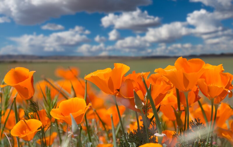 Orange Poppy Flowers — Serene, Afternoon, Photograph, Field