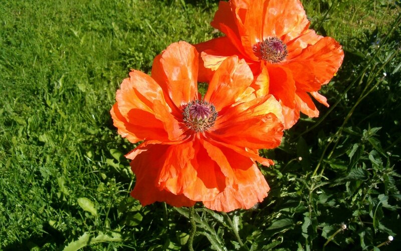Orange Poppy Flowers — Serene, Afternoon, Photograph, Grass