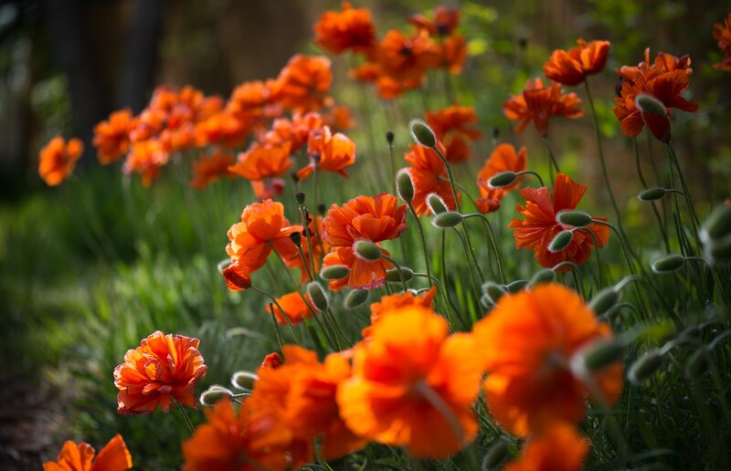 Orange Poppy Flowers — Serene, Afternoon, Photograph, Green Grass