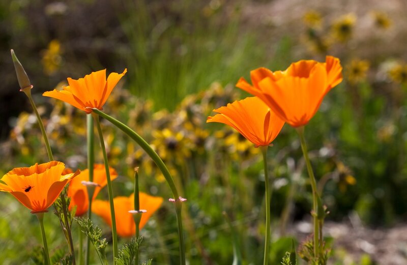 Orange Poppy Flowers — Serene, Afternoon, Photograph, Insect