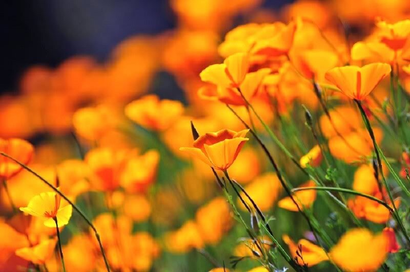 Orange Poppy Flowers — Serene, Afternoon, Photograph, Stems