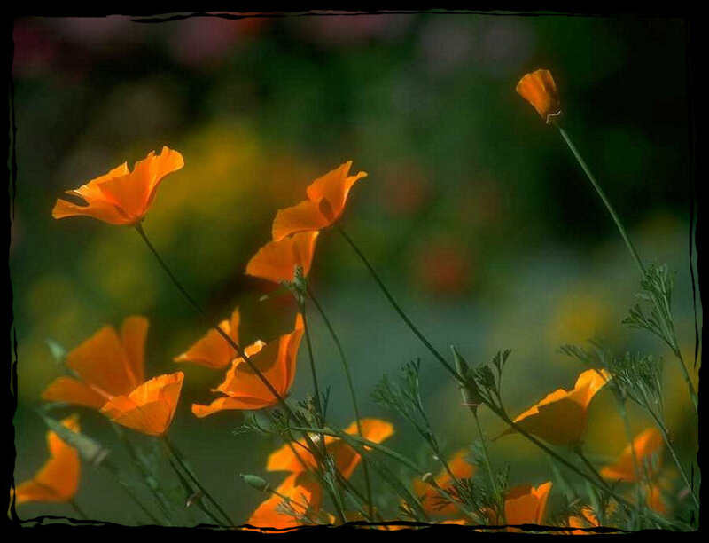 Orange Poppy Flowers — Serene, Afternoon