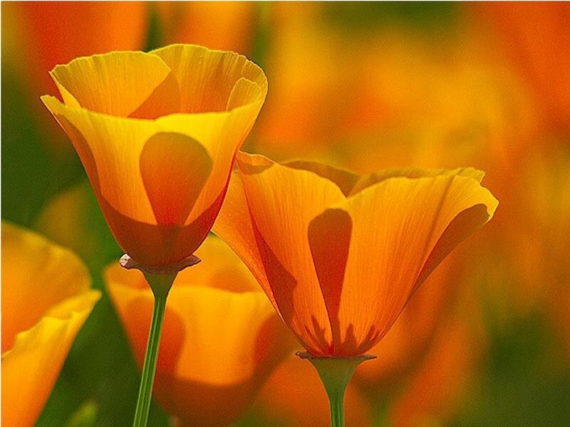 Orange Poppy Flowers — Serene, Daytime