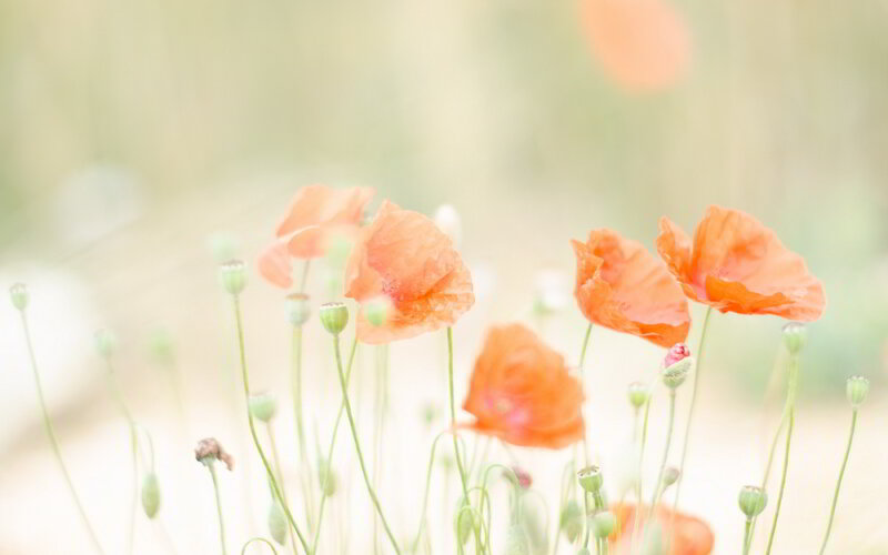 Orange Poppy Flowers — Serene, Spring, Photograph, Buds