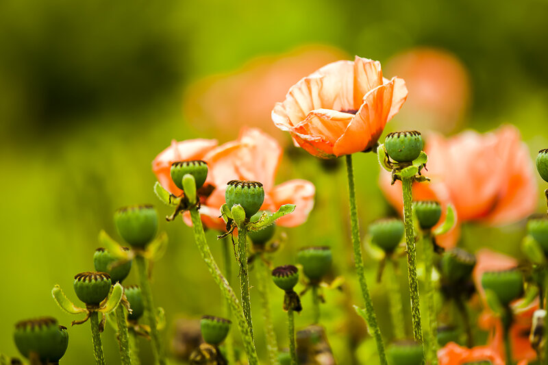 Orange Poppy Flowers — Serene, Spring, Photograph