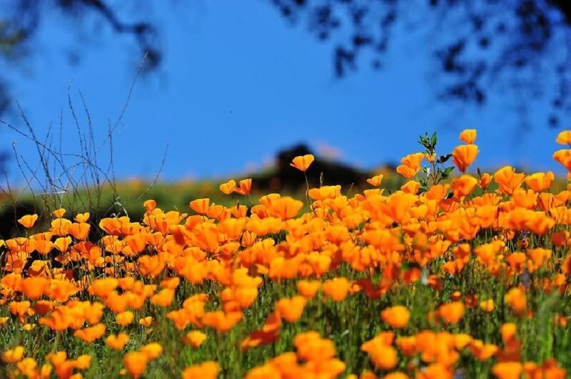 Orange Poppy Flowers — Serene, Spring