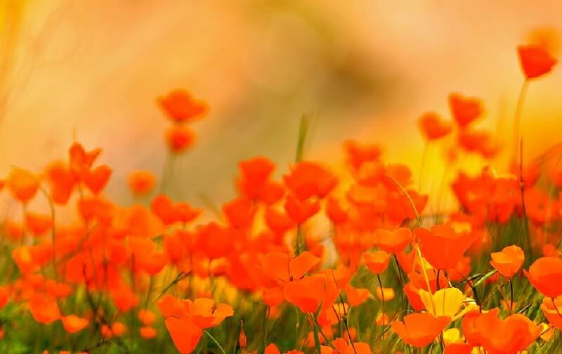 Orange Poppy Flowers — Serene, Sunset