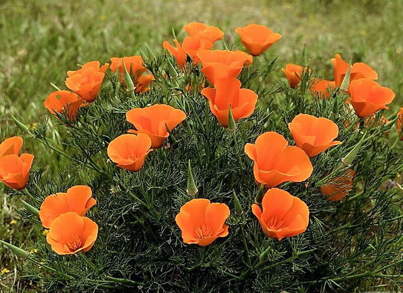 Orange Poppy Flowers