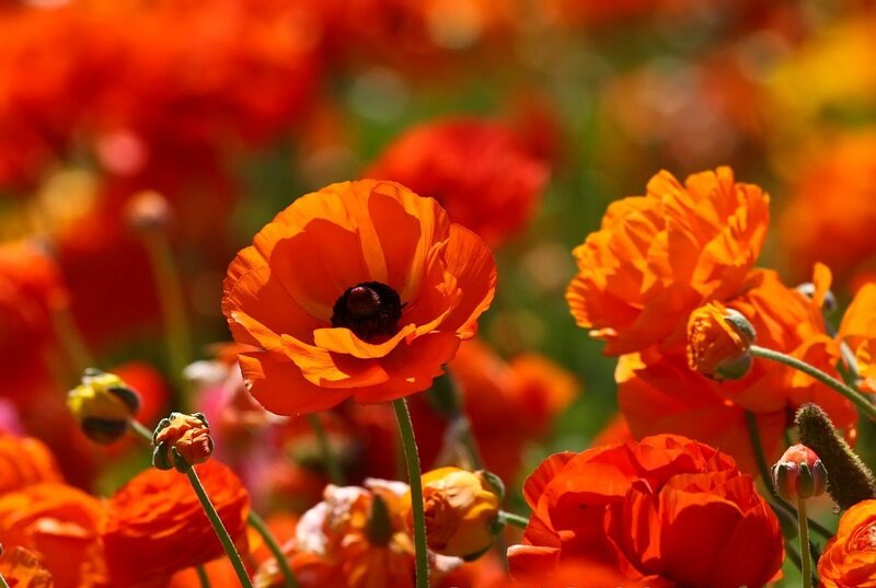 Orange Poppy Flowers — Vibrant, Afternoon, Photograph, Buds