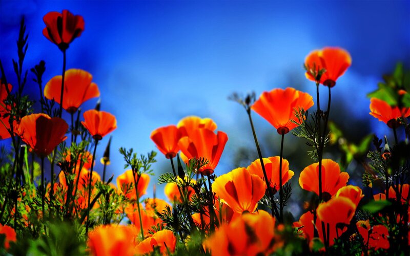 Orange Poppy Flowers — Vibrant, Afternoon, Photograph, Green Foliage