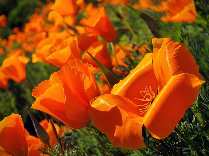 Orange Poppy Flowers — Vibrant, Afternoon, Photograph, Green Leaves