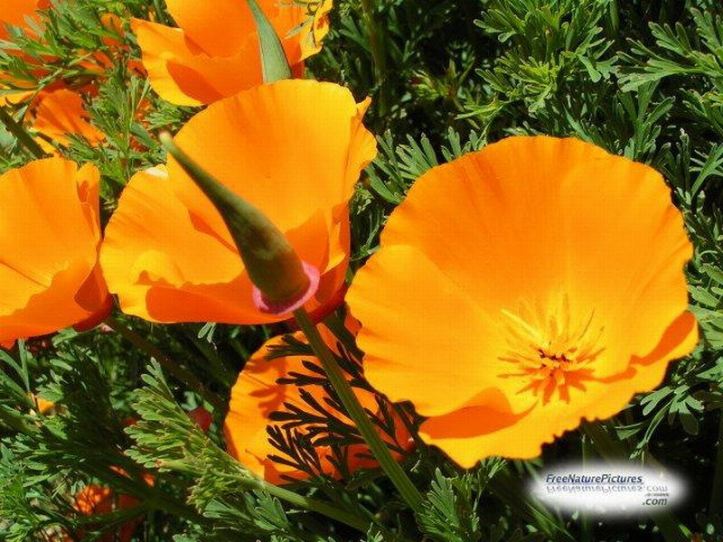 Orange Poppy Flowers — Vibrant, Afternoon, Photograph