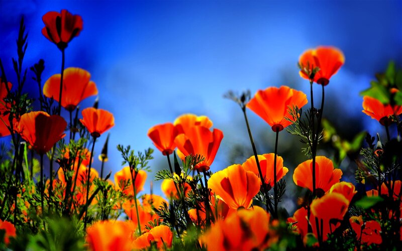 Orange Poppy Flowers — Vibrant, Afternoon