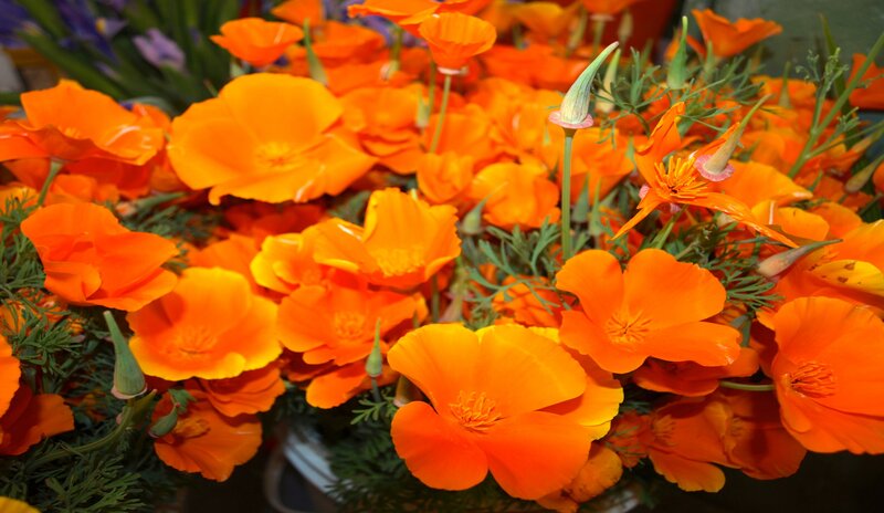 Orange Poppy Flowers — Vibrant, Photograph