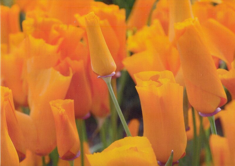 Orange Poppy Flowers — Vibrant, Spring