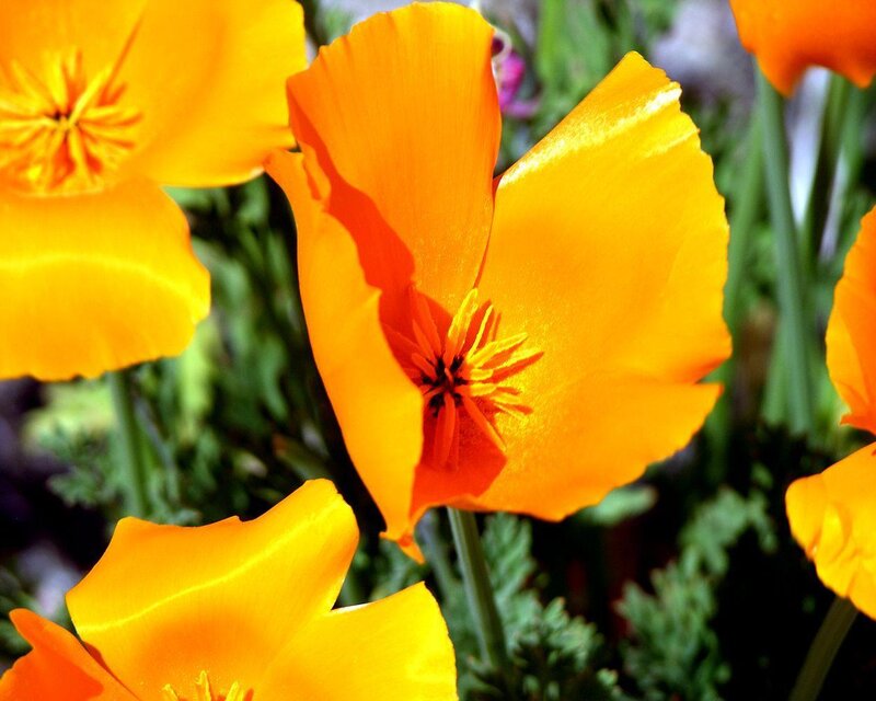 Orange Poppy Flowers — Vibrant
