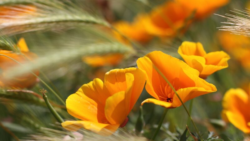 Orange Poppy Flowers — Yellow