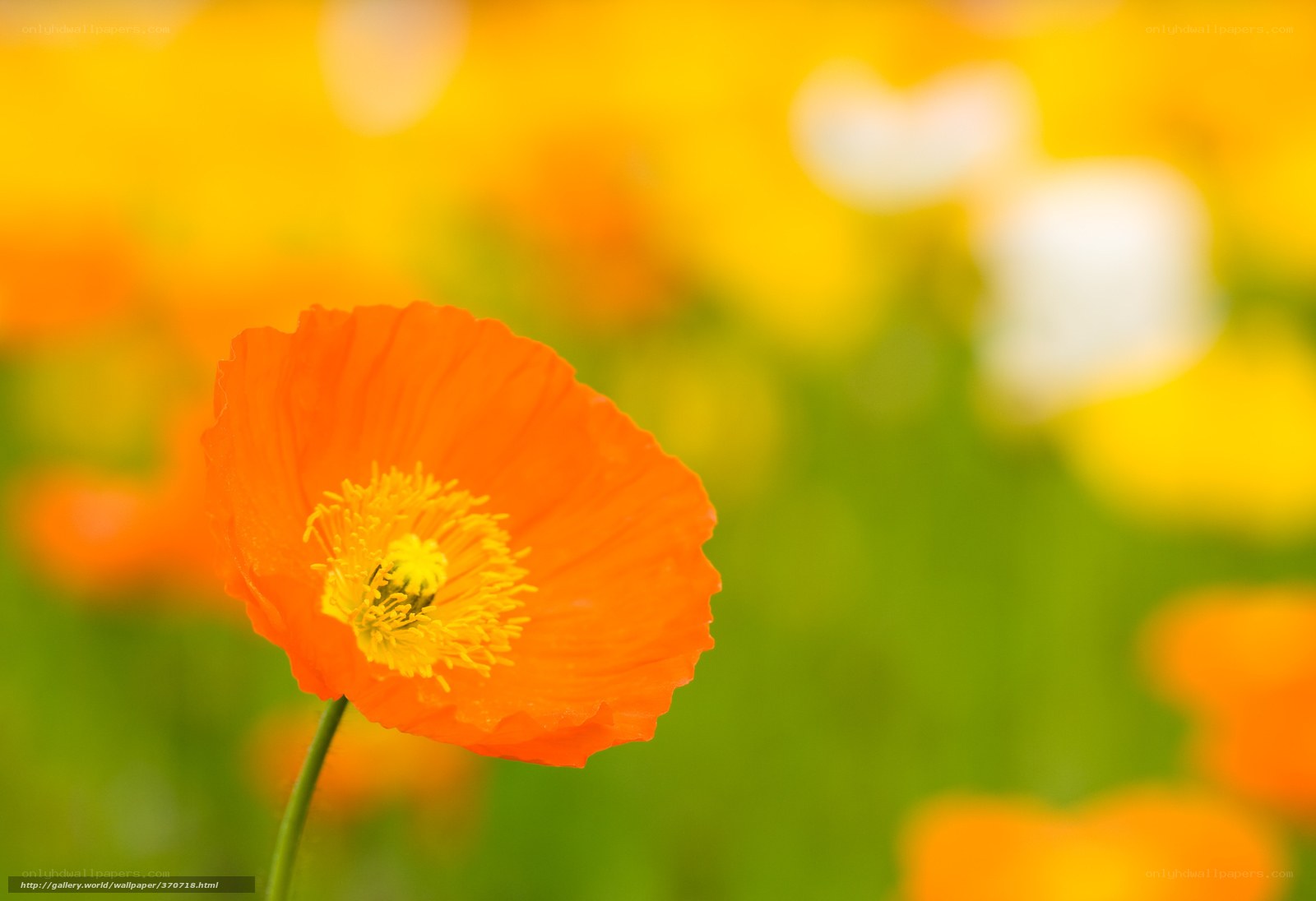 Orange poppy in a field