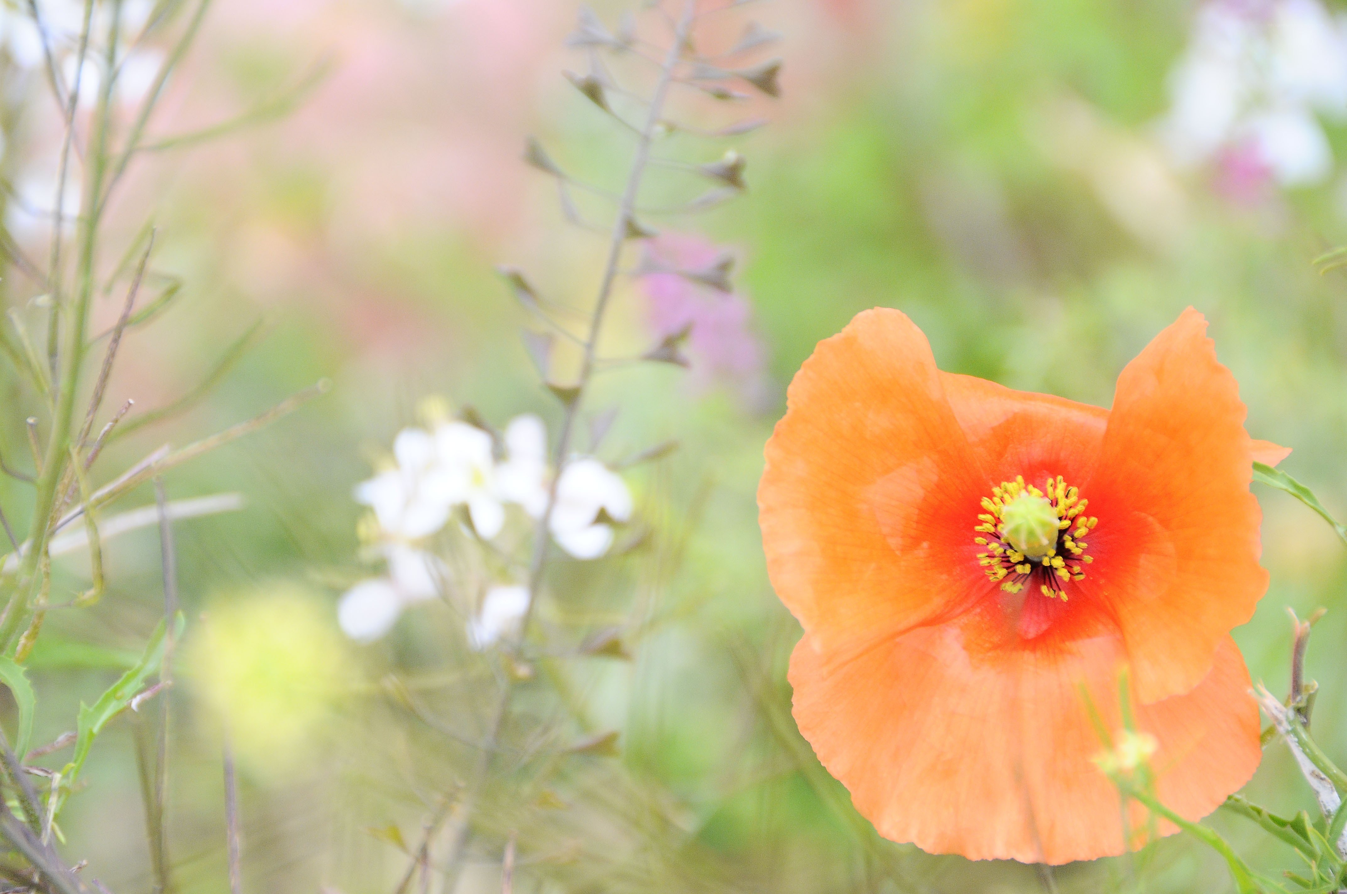 Orange poppy in a meadow