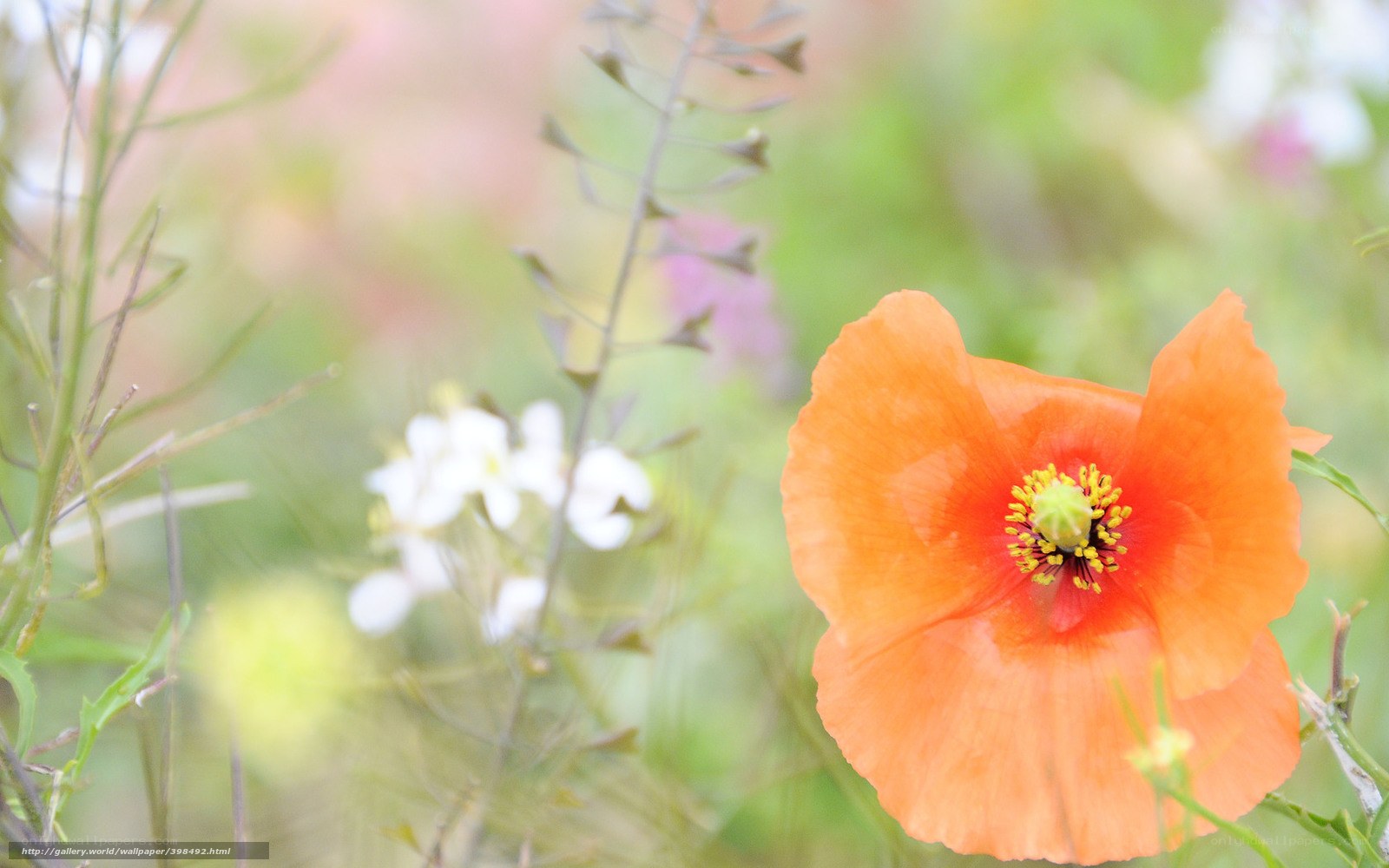 Orange poppy in a meadow