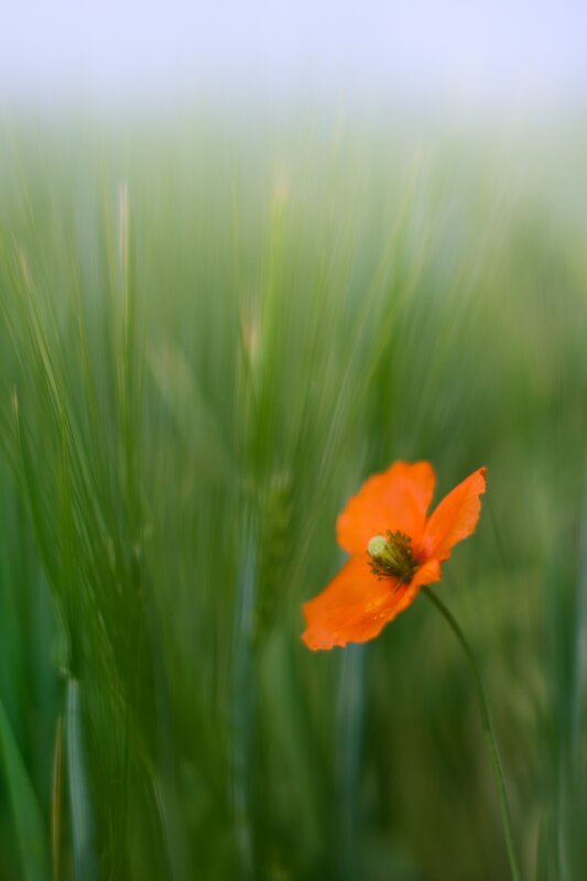 Orange poppy in green field