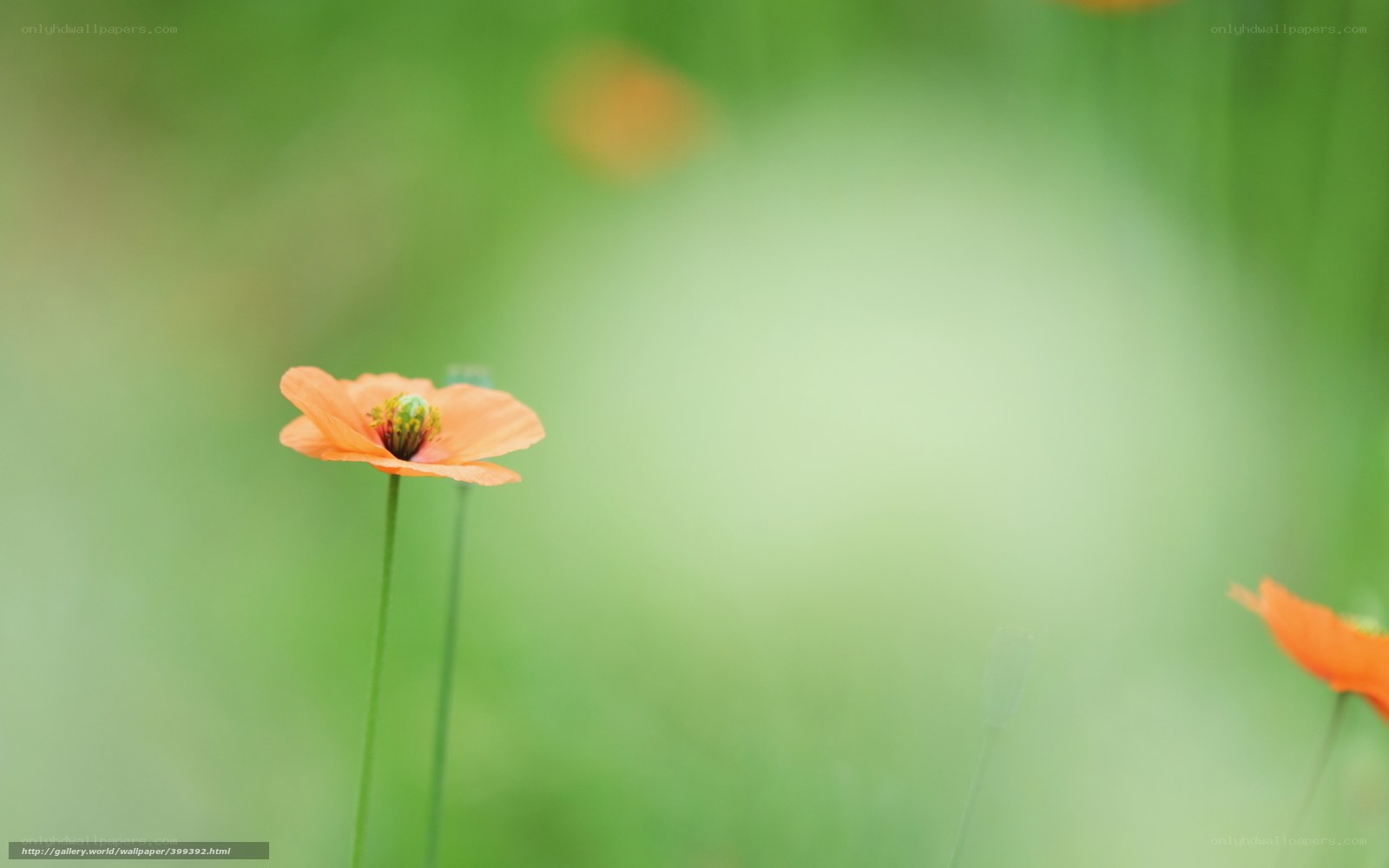 Orange poppy in green field
