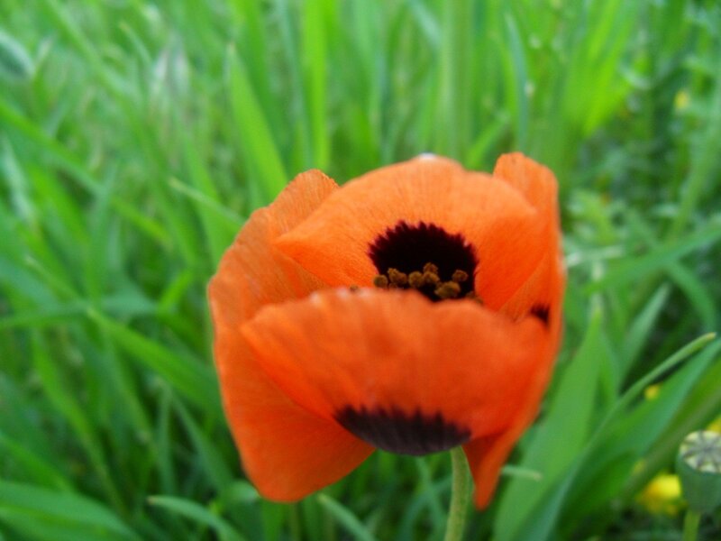 Orange poppy in green grass