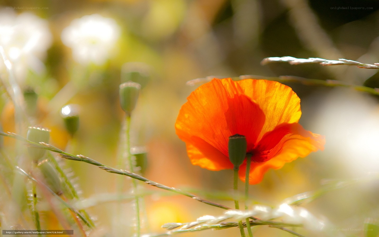 Orange poppy in sunlight