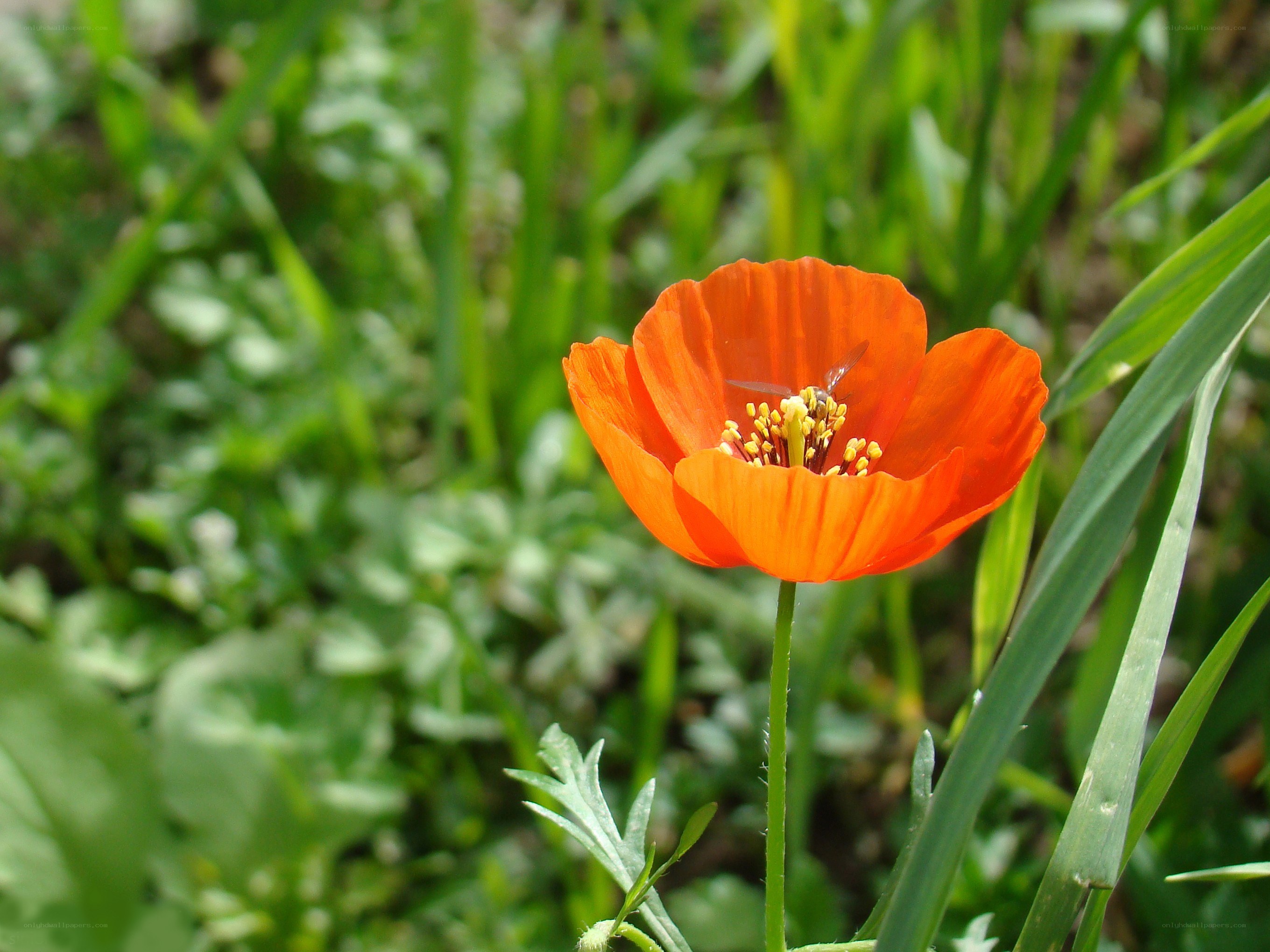 Orange poppy with bee