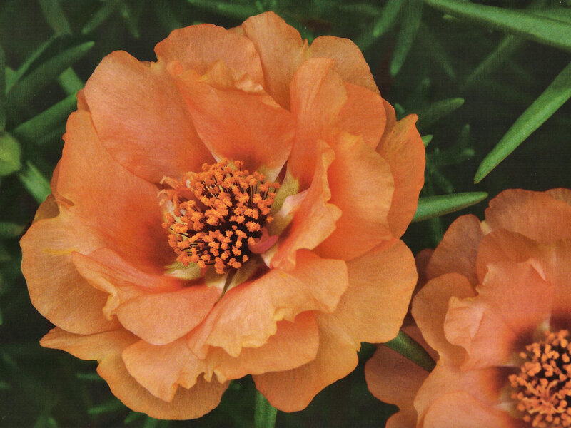 Orange Portulaca Flower