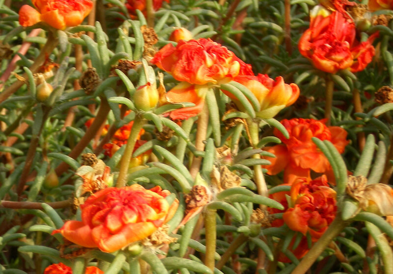 Orange Portulaca Flowers — Red