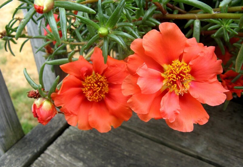 Orange Portulaca Flowers