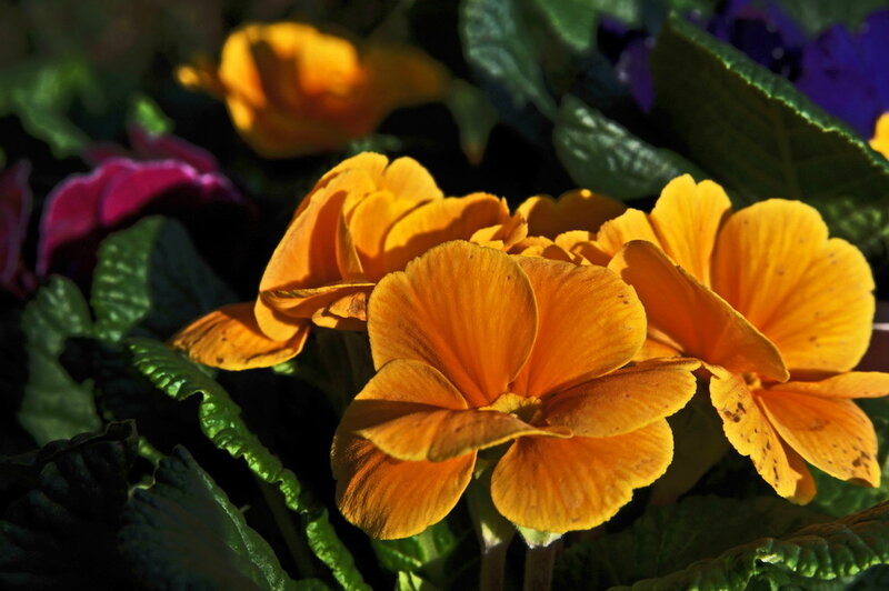 Orange Primrose Flowers