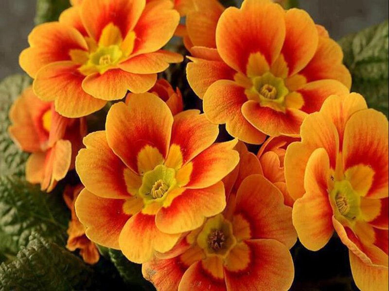 Orange Primrose Flowers — Vibrant, Photograph