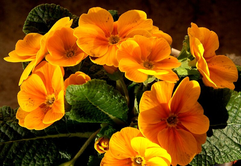 Orange Primrose Flowers — Vibrant