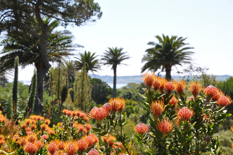 Orange Protea Flowers
