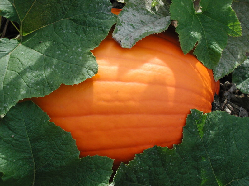 Orange Pumpkin in Leaves