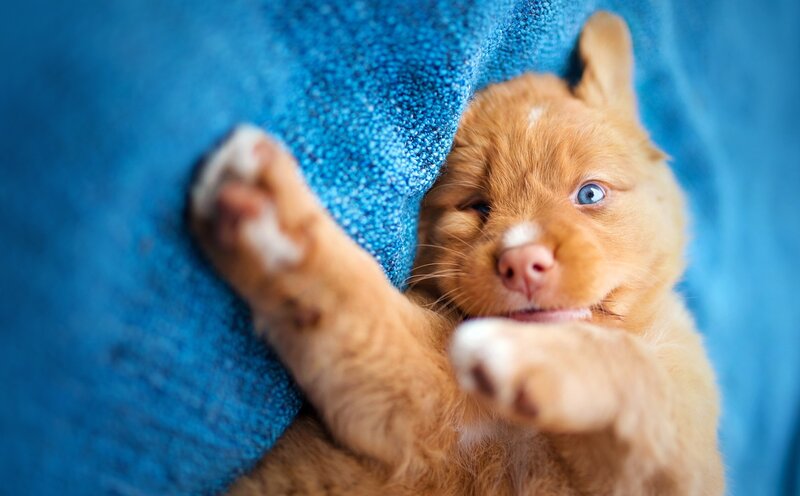Orange Puppy with Blue Eyes