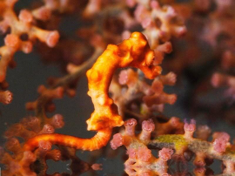Orange Pygmy Seahorse