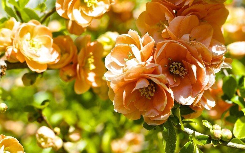 Orange Quince Blossoms — Serene, Spring