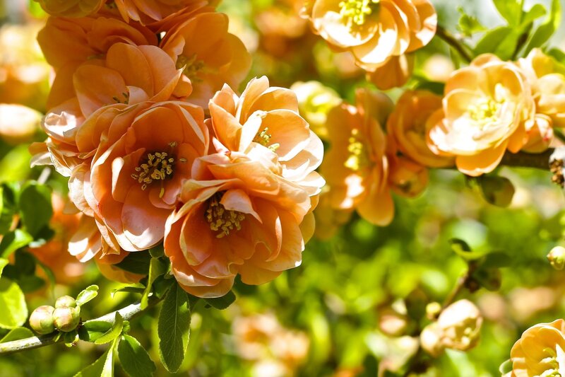 Orange Quince Blossoms