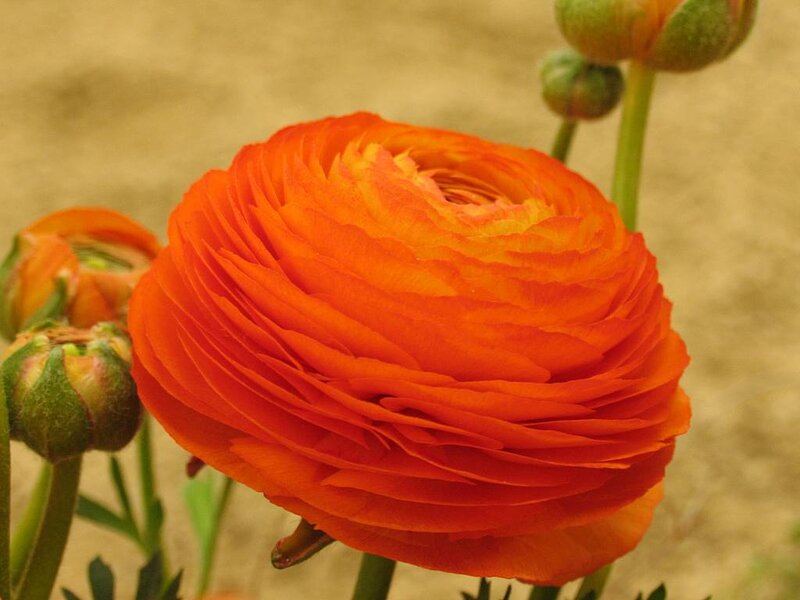 Orange Ranunculus Flower — Calm, Afternoon